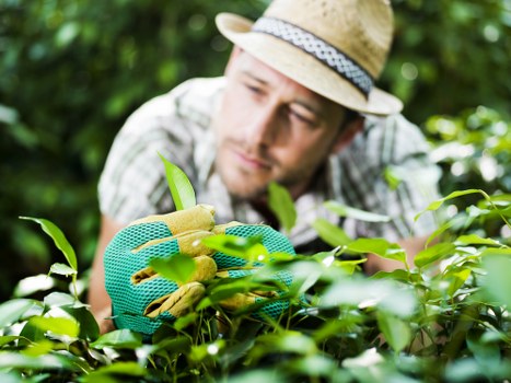 Tree surgeon providing a transparent price estimate for Merton homeowners