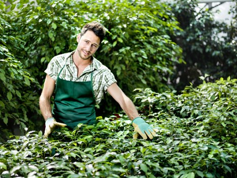 Careful crown management and pruning by tree surgeons